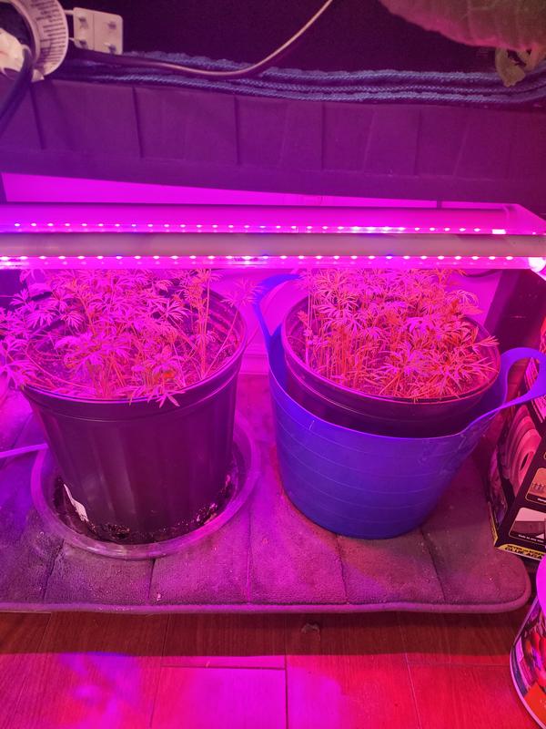 Photo - commentaire&nbsp;2.