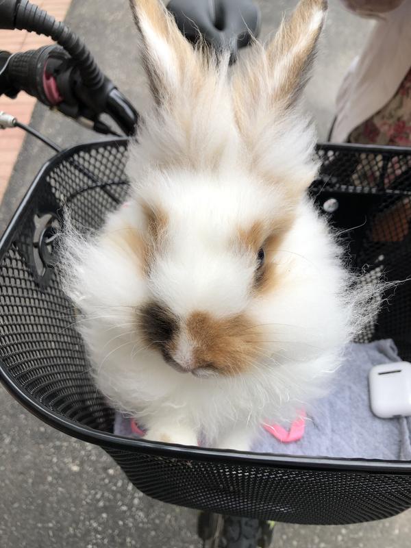 Photo - commentaire&nbsp;7.