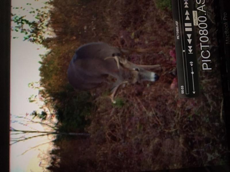 Photo - commentaire&nbsp;1.