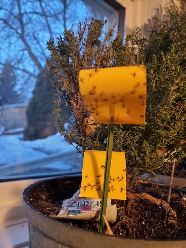 Photo - commentaire 1.