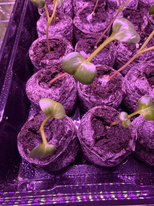 A few days after putting them in