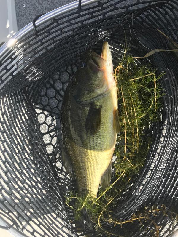 3lb Largemouth Bass with net