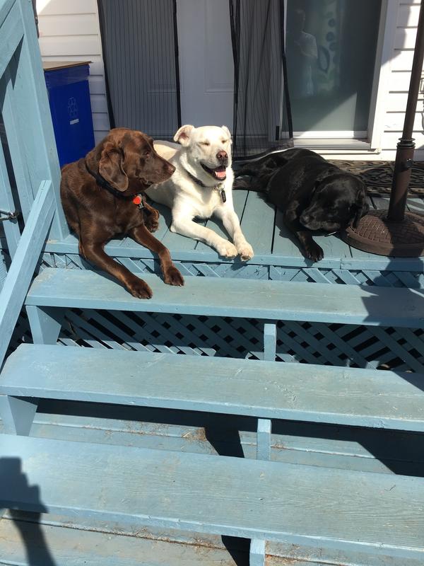 Photo - commentaire&nbsp;2.