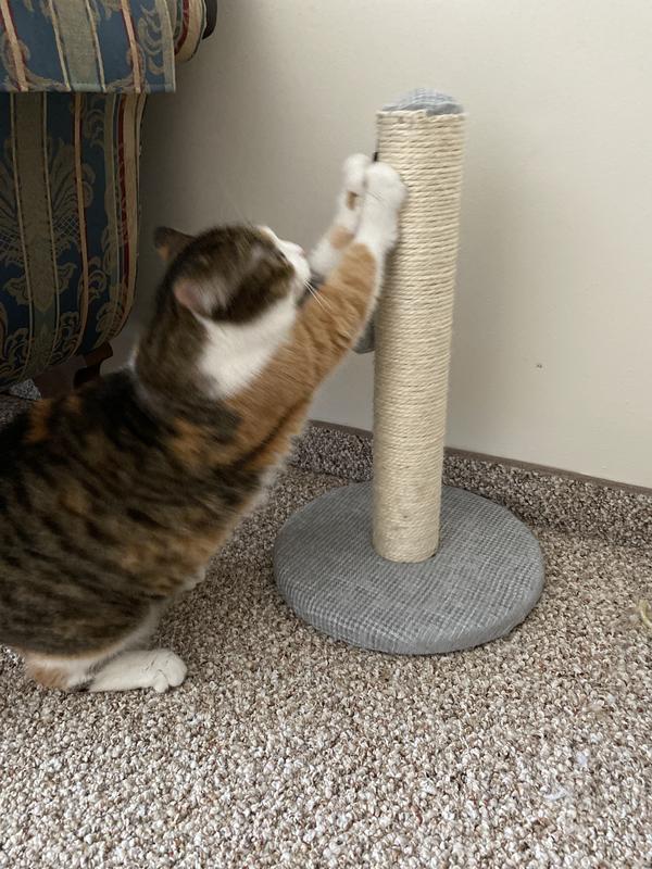 Cat scratching post outlet petco