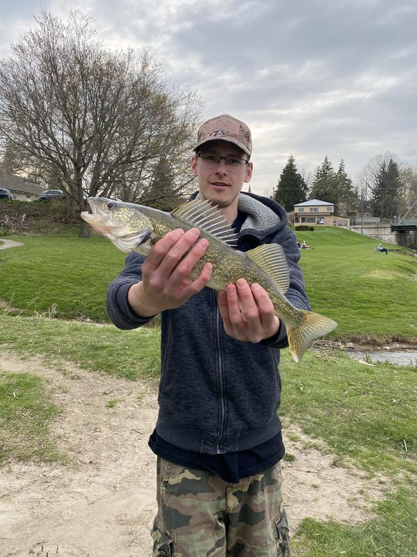 Walleye and river red horse