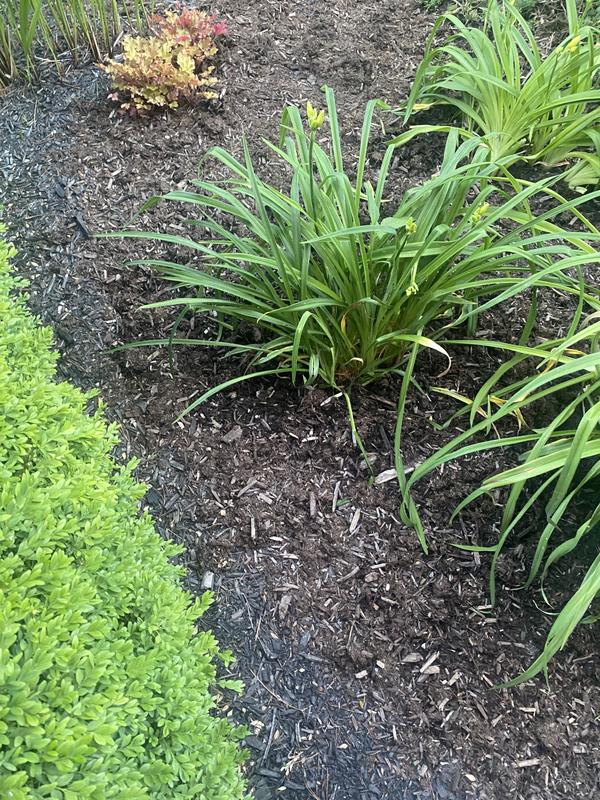 Black Mulch?