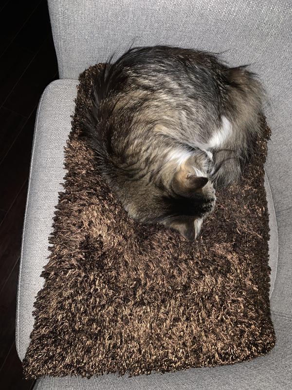 11 YO Norwegian and Tabby Mix