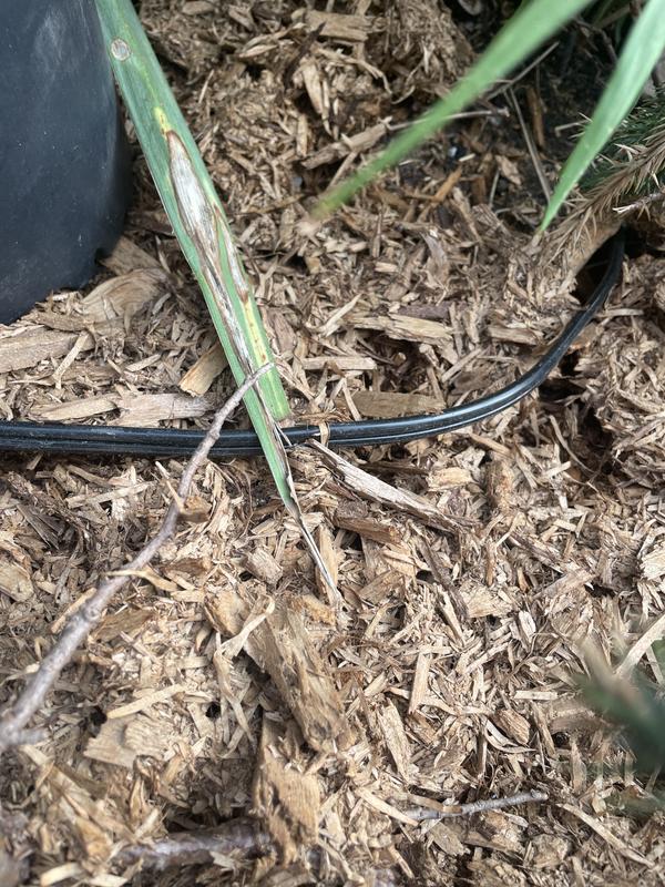 1 week after applying