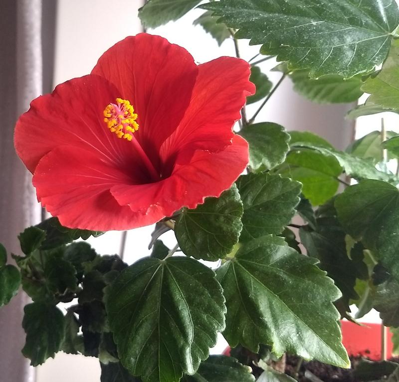 Photo - commentaire&nbsp;1.