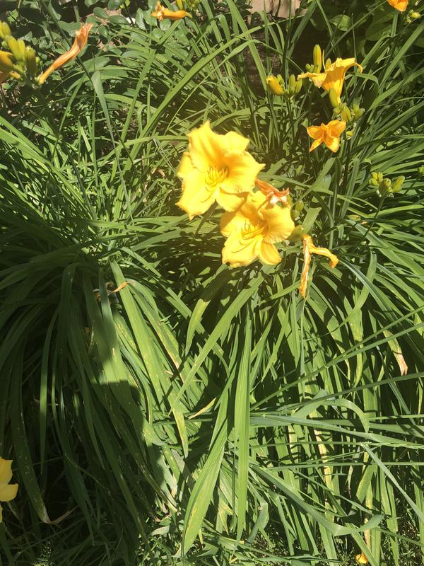 Photo - commentaire 3.