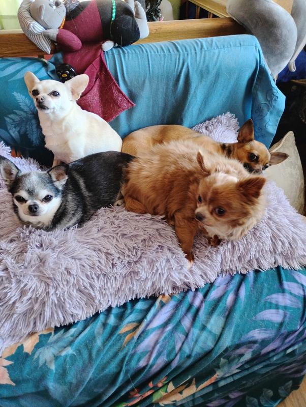 mes quatres amours