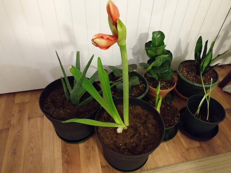 Photo of plastic pot from the Canadian Tire store together with almost blossoming flower