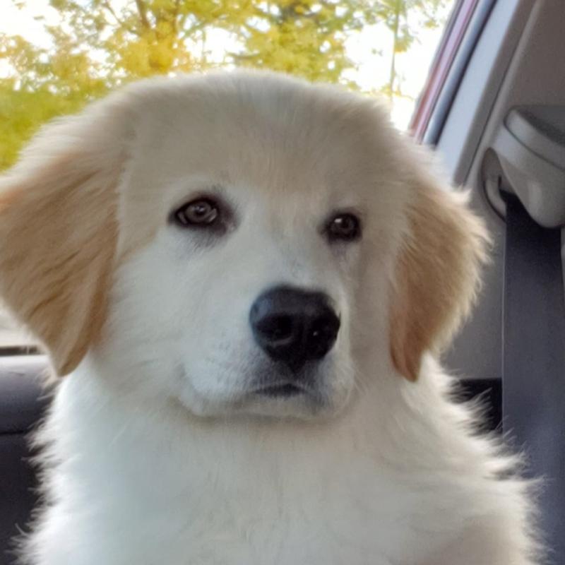 Photo - commentaire&nbsp;1.