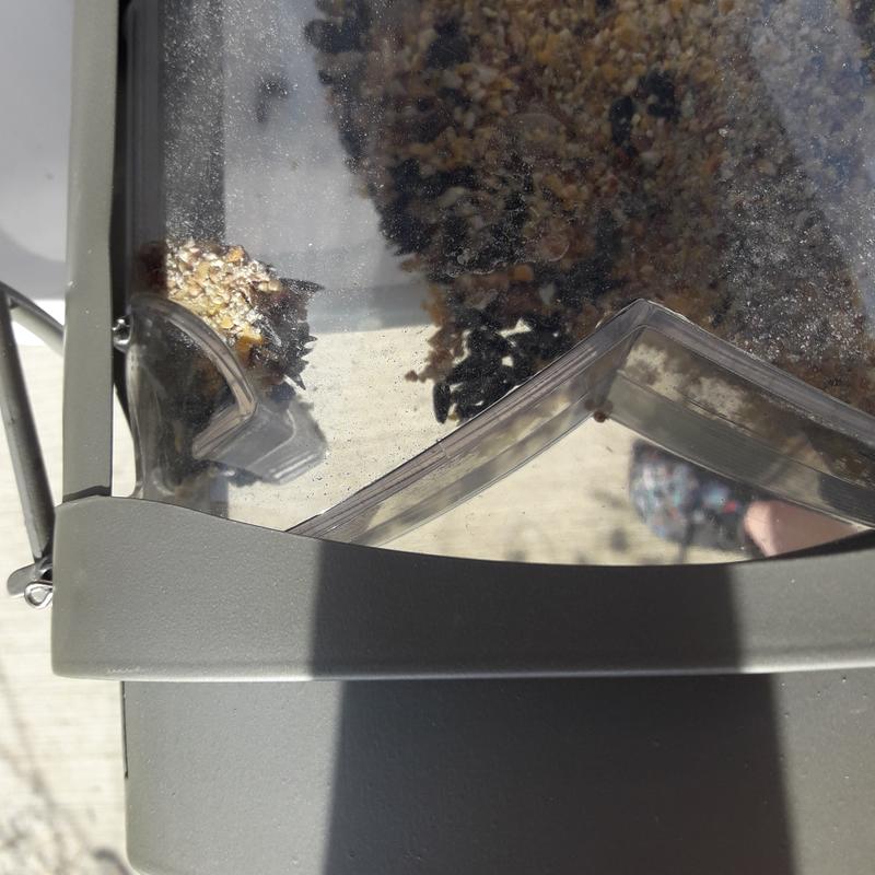 Seed is stuck on the top of the opening which is impossible to reach.