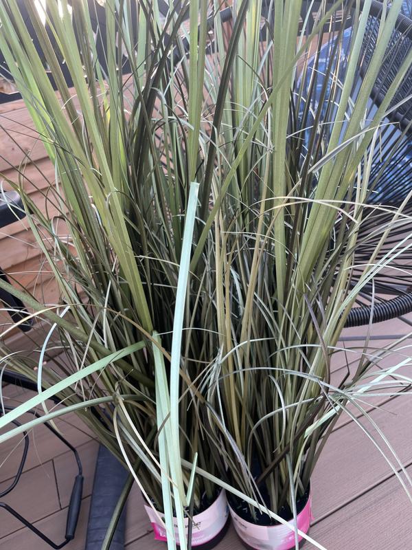 Totally faded in 3 days