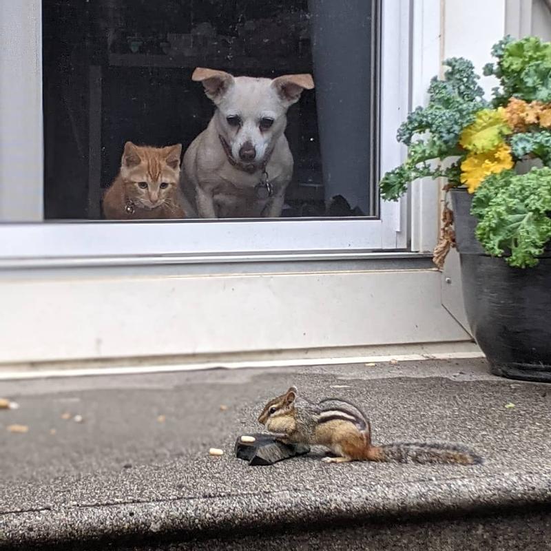 chicky loving the nuts