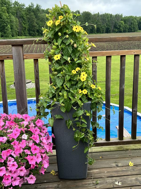 Photo - commentaire 1.