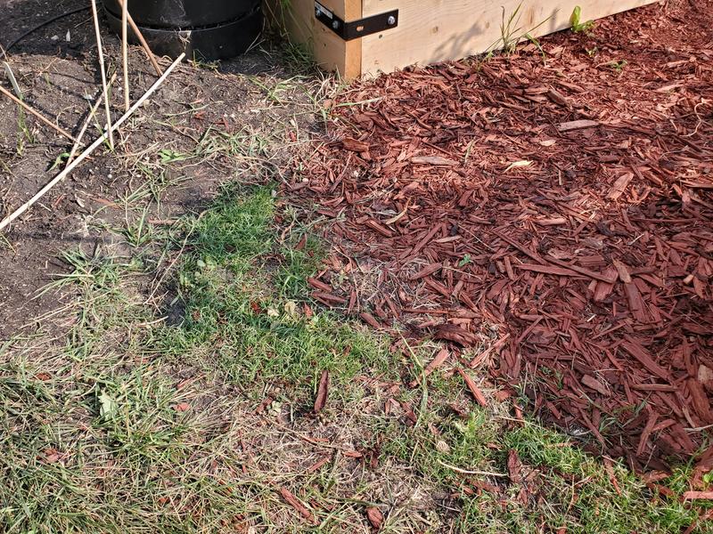 New grass is coming in beside the red mulch.