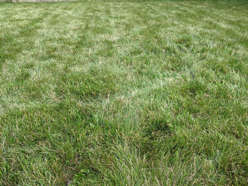 Fully established overseed