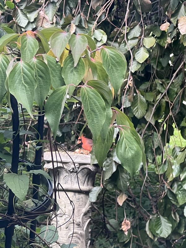 Photo - commentaire&nbsp;3.