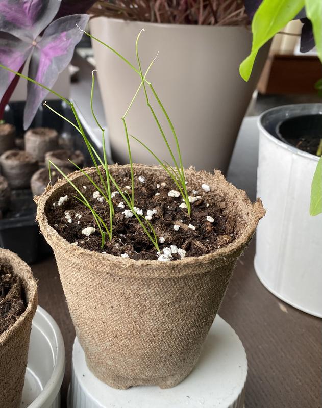 Photo - commentaire&nbsp;2.