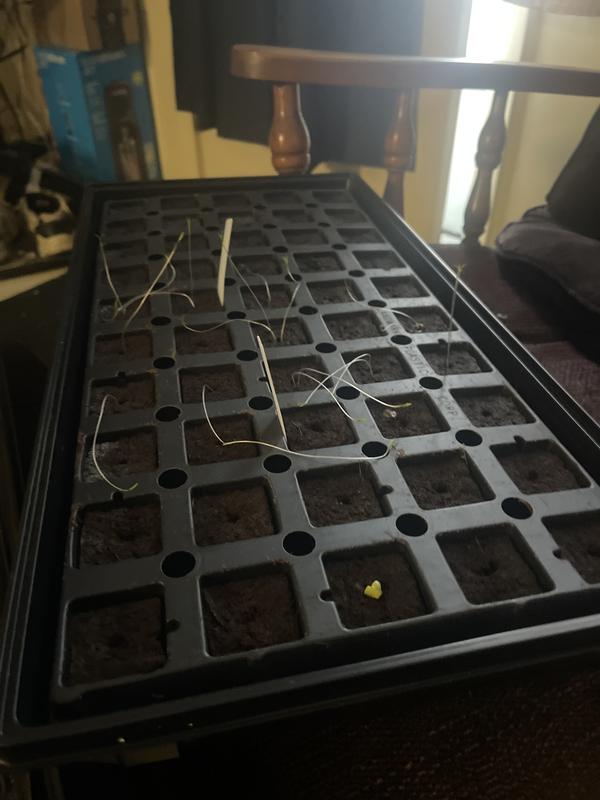 Photo - commentaire&nbsp;1.