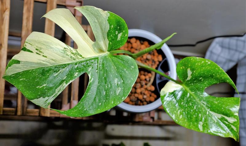 Monstera Thai Constellation is Happy