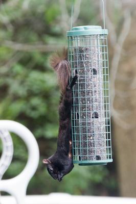 Squirrel Feeder