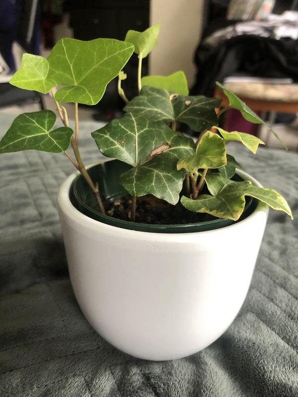 Photo - commentaire 1.