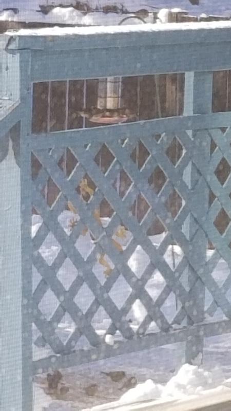 Feeder hangs on a metal pole
