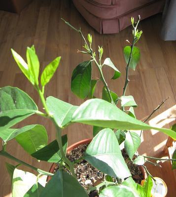 less than a week since fertilizing