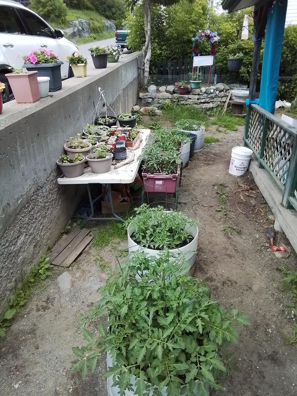 My prize tomatoes plants