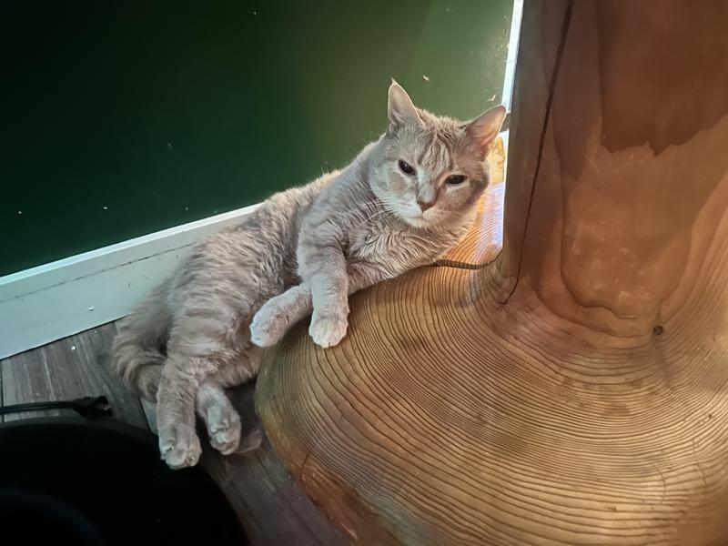 Cats Prefer Freshstart Non-Clumping Litter