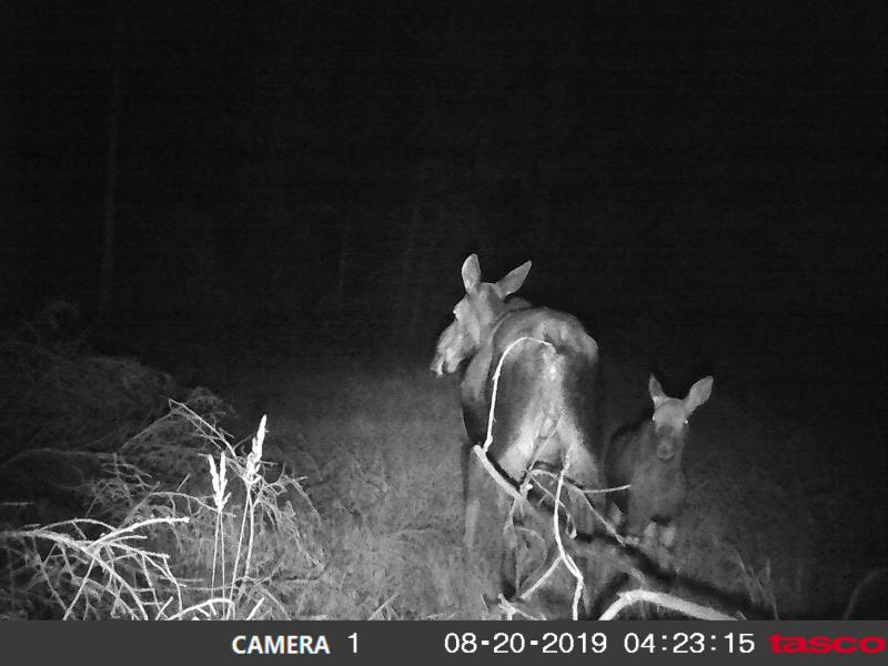 Tasco 8mp Trail Camera 2 Pk Canadian Tire