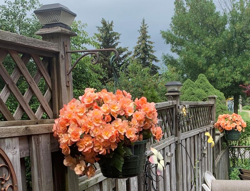 Beautiful Begonias