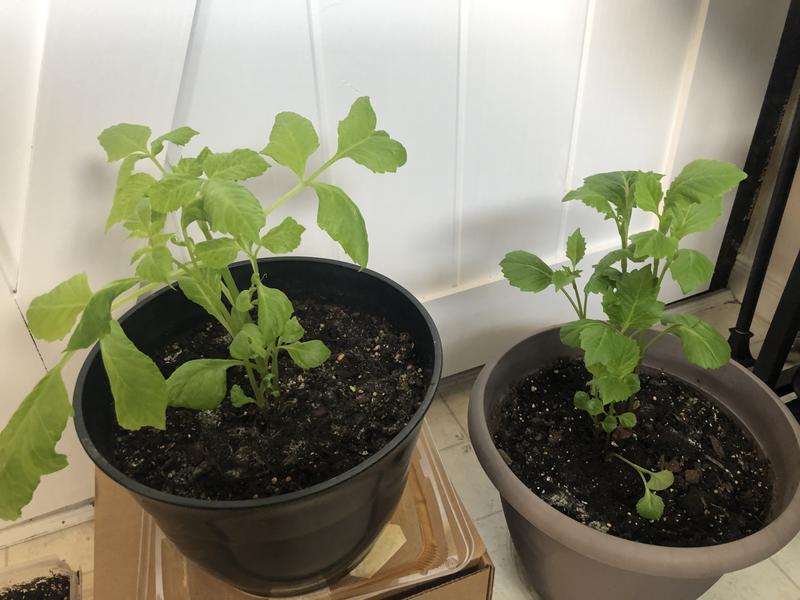 Photo - commentaire&nbsp;4.