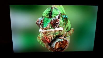 Taken from 4ft. Superb quality image.