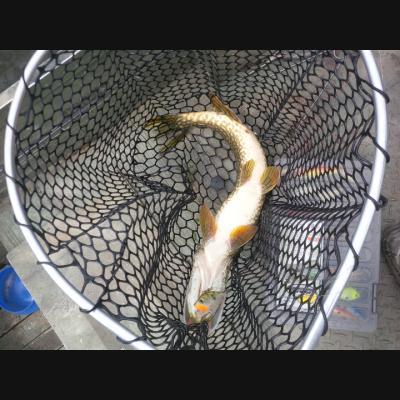 Photo - commentaire&nbsp;4.