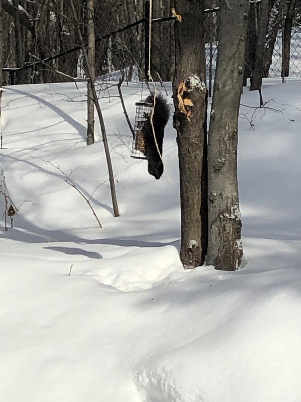 A squirrel having a feast!