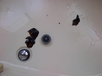 2 huge chunks of mildew came out of one unit. Thick like a membrane. The cap is there for size perspective.