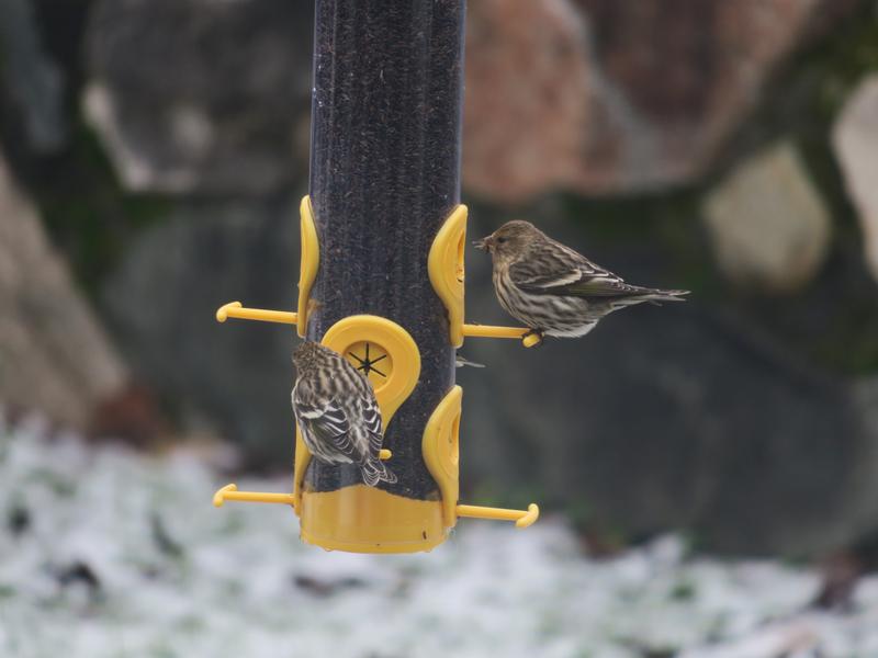 Pine Siskin's