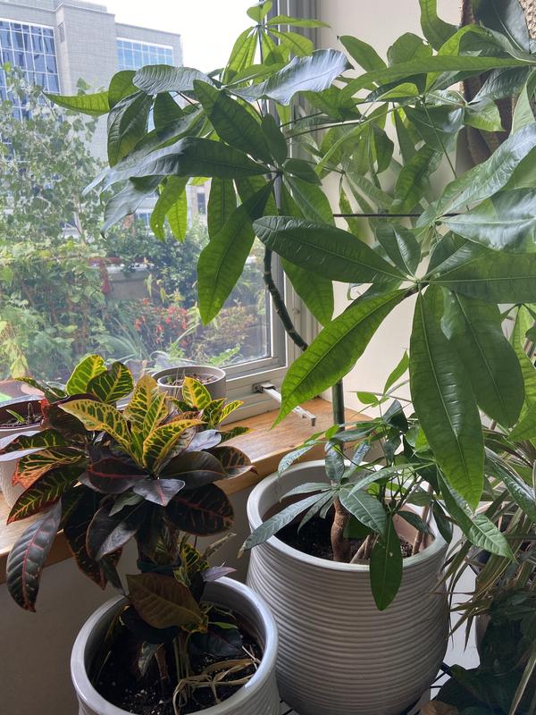 Photo - commentaire 1.