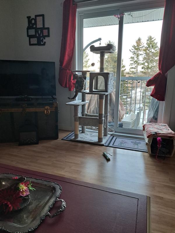 Un chat très heureux de son arbre à chat