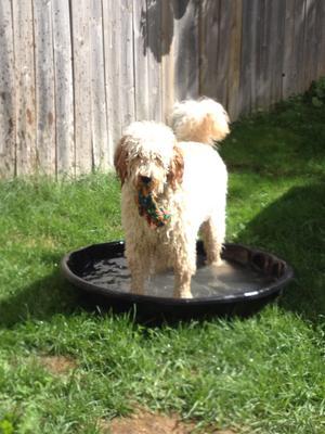 Dog bone dog clearance pool