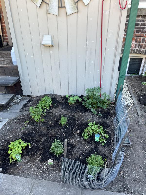 Herbs at my door