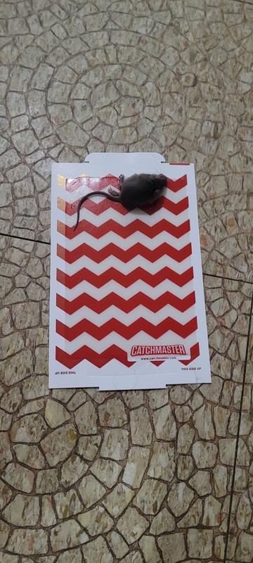 Photo - commentaire&nbsp;1.