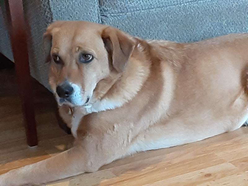 Photo - commentaire&nbsp;7.