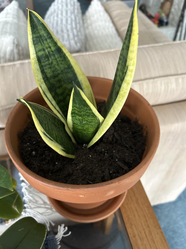 Replanted my snake plants and the other plants.