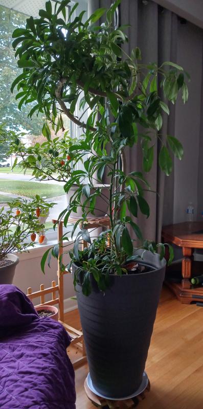 The plant pot I purchased