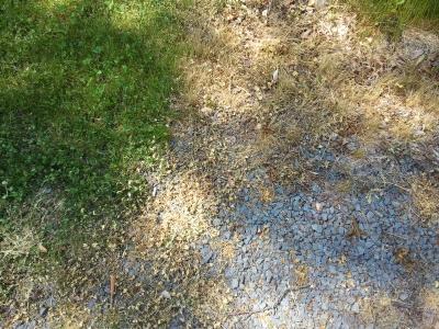 The line where I stopped spraying.